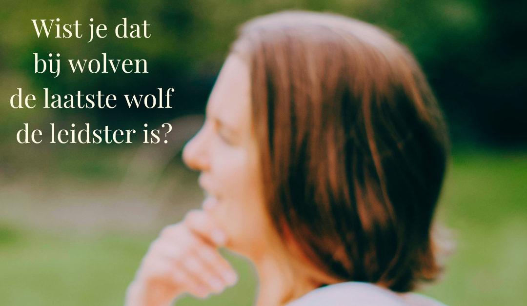 Wist je dat bij wolven de laatste wolf de leidster is?