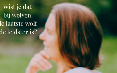 Bij wolven is de laatste wolf de leidster